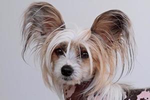 un ritratto di un cane crestato cinese di razza foto