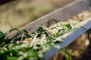 un' donna lavori su un' azienda agricola e feed sua polli con salutare cibo, mettendo giovane, biologico erba e composto alimentazione in loro alimentatori di mano per alimentazione loro foto