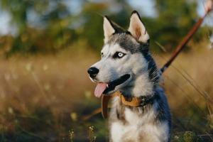 ritratto di un' rauco cane nel natura nel il autunno erba con il suo lingua attaccare su a partire dal fatica in il tramonto felicità cane foto