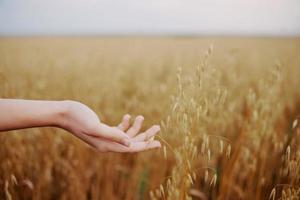 umano mano Grano i campi agricoltura raccolta stile di vita foto