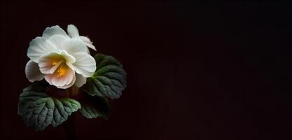 buio camelia nel nero sfondo ai generato foto