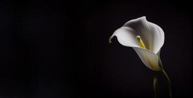 buio calla lilly fiore nel nero sfondo ai generato foto