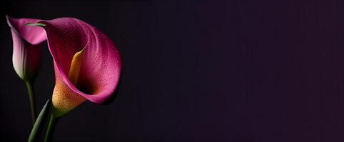buio calla lilly fiore nel nero sfondo ai generato foto