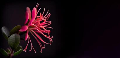 buio rosa caprifoglio fiore nel nero sfondo ai generato foto