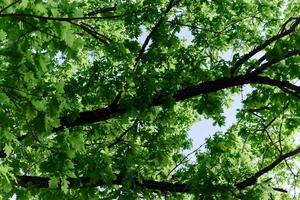 primavera fioriture di natura, verde giovane le foglie di un' albero contro un' blu soleggiato cielo foto