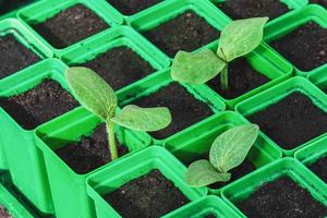 piantine nel verde plastica contenitori, germinativo qualità di verdura semi, biologico giardinaggio foto