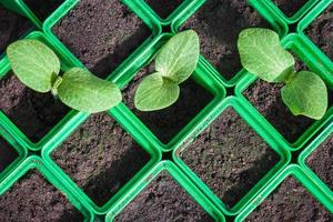 zucchine piantine nel verde plastica contenitori, germinazione su verdura semi nel molla, alto angolo Visualizza foto