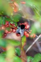 avvicinamento di calabrone, impollinatore insetto su fioritura Mela cotogna cespuglio foto