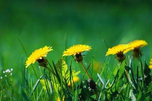 dente di leone giallo fiori nel verde erba su soleggiato giorno foto