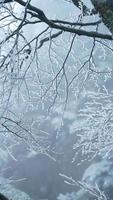 il congelato inverno Visualizza con il foresta e alberi coperto di il ghiaccio e bianca neve foto