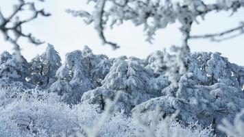 il bellissimo congelato montagne Visualizza coperto di il bianca neve e ghiaccio nel inverno foto