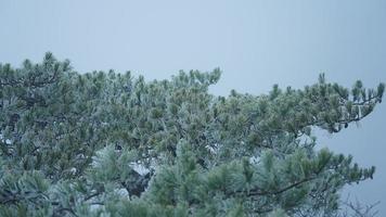 il congelato inverno Visualizza con il foresta e alberi coperto di il ghiaccio e bianca neve foto