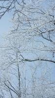 il congelato inverno Visualizza con il foresta e alberi coperto di il ghiaccio e bianca neve foto