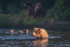 kamchatka orso bruno foto