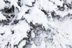 albero coperto con neve nel inverno foto