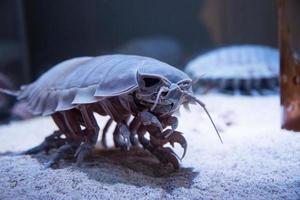 terrificante mare bestia, batinomo giganteus o gigante isopod foto