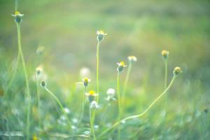 sfocato, campi di fiori selvatici. bella crescita e fioritura al mattino foto