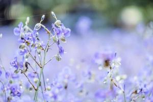 sfocato di bellissimi fiori selvatici viola che sbocciano con rinfrescante al mattino, morbido pastello sullo sfondo del bokeh della natura foto