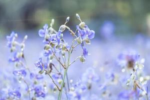 bellissimo viola selvaggio fiori fioritura con rinfrescante nel il mattina, morbido pastello su natura bokeh sfondo foto