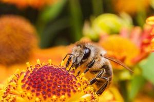 l'ape mellifera ricoperta di polline giallo beve il nettare, fiore impollinatore. sfondo floreale naturale ispiratore del giardino fiorito primaverile o estivo. vita di insetti, macro estrema primo piano fuoco selettivo foto