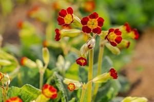 Pasqua concetto. primula primula con arancia rosso fiori nel letto di fiori nel primavera volta. ispirazione naturale floreale primavera o estate fioritura giardino o parco. Ciao primavera. foto