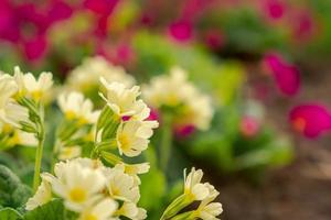 Pasqua concetto. primula primula con giallo fiori nel letto di fiori nel primavera volta. ispirazione naturale floreale primavera o estate fioritura giardino o parco. Ciao primavera. foto