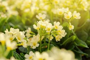 Pasqua concetto. primula primula con giallo fiori nel letto di fiori nel primavera volta. ispirazione naturale floreale primavera o estate fioritura giardino o parco. Ciao primavera. foto