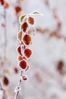 inverno le foglie coperto con neve e brina foto