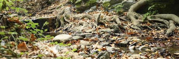 radici nude di alberi che crescono in scogliere rocciose tra pietre e acqua in autunno foto