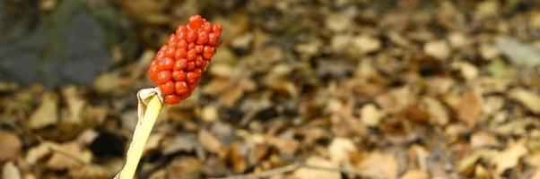 pianta arum con bacche rosse mature nella foresta foto