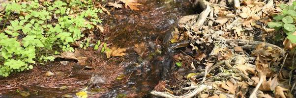 un ruscello che attraversa le radici nude degli alberi in una rupe rocciosa e le foglie autunnali cadute foto