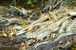 radici nude di alberi che crescono in scogliere rocciose tra pietre e acqua in autunno foto