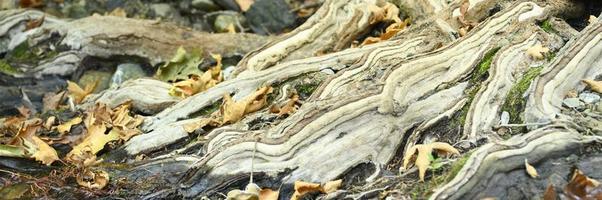 radici nude di alberi che crescono in scogliere rocciose tra pietre e acqua in autunno