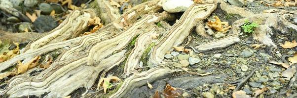 radici nude di alberi che crescono in scogliere rocciose tra pietre e acqua in autunno foto