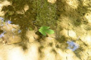 una foglia verde caduta di un fico selvatico galleggia nell'acqua foto