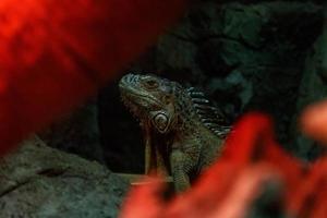 bellissimo iguana lucertola foto