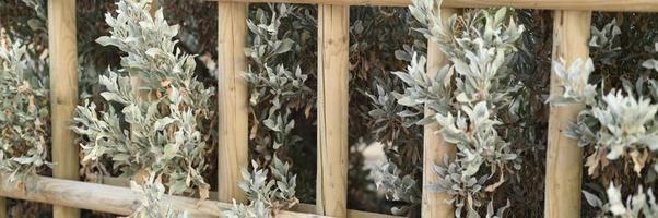 recinzione in legno decorativo e piante cespugli verdi bianche in essa foto