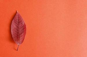 rosso autunno ciliegia foglie cadute su uno sfondo di carta rossa foto