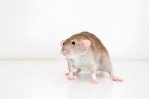 simpatico ratto soffice animale domestico con pelliccia marrone beige su sfondo bianco foto