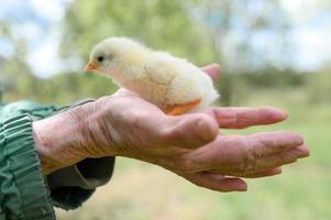 carino piccolo minuscolo neonato giallo pulcino nelle mani di anziana donna senior agricoltore sullo sfondo della natura foto