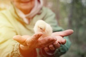 carino piccolo minuscolo neonato giallo pulcino nelle mani di anziana donna senior agricoltore sullo sfondo della natura