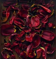 sfondo floreale di petali di tulipano rosso su fondo di legno rustico, vista dall'alto foto
