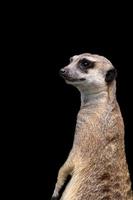 meerkat su un' nero sfondo foto