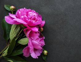 fiori di peonia su uno sfondo di cemento nero foto