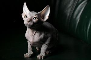 sphynx gattino. bellissimo Calvo gatto su un' buio sfondo. un insolito animale di un' raro razza. foto