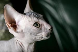 sphynx gattino. un' Calvo gatto nel profilo. foto