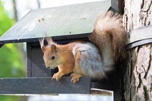 divertente poco scoiattolo si siede su un' alimentazione trogolo. un animale nel il parco. foto