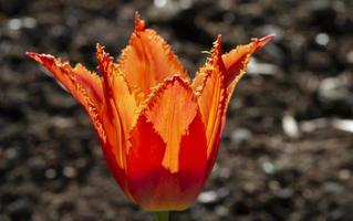 arancia tulipano nel il giardino. primavera sfondo. bellissimo fiore. foto