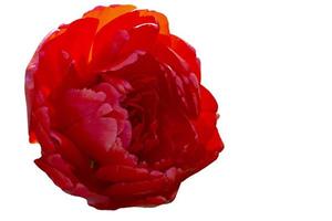 rosso fiore avvicinamento su un' bianca sfondo.il scarlatto tulipano è isolato. foto