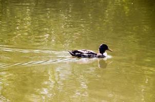 un' anatra nuoto nel il stagno foto